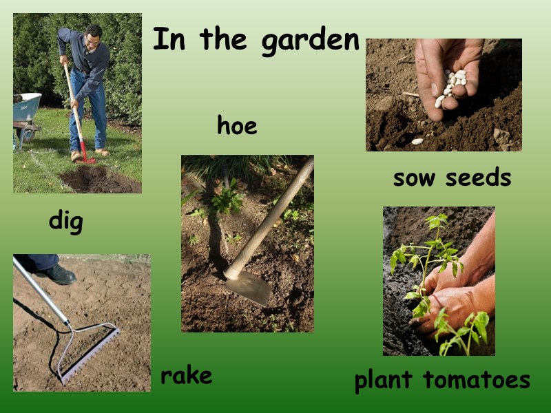 In the garden   dig hoe rake sow seeds plant tomatoes